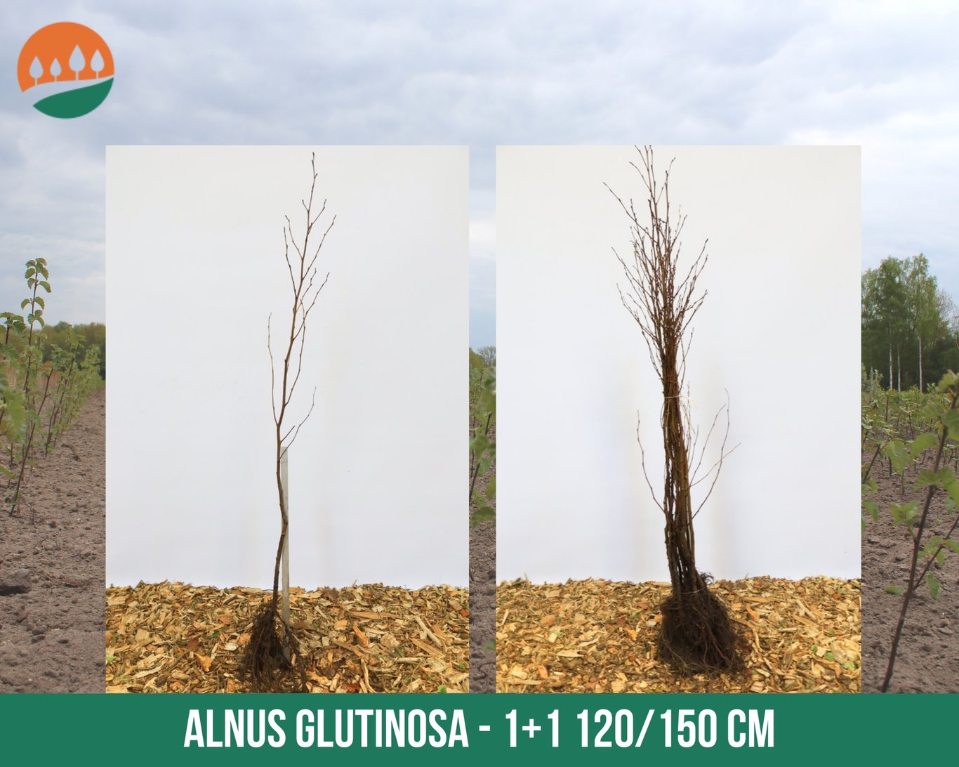 Alnus glutinosa - 120-150 CM bare root 1/1